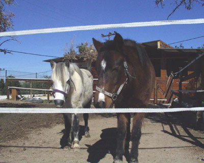 Insel Kos Alfa-Horse das Pony Ginger